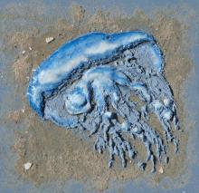 Blauwe kwal 2019 acryl met zand op hout 25x25,5 cm